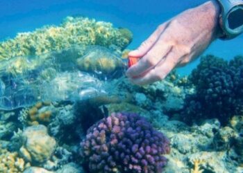 المحافظة على البيئة البحرية