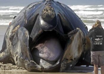 عجائب عالم البحار والمحيطات