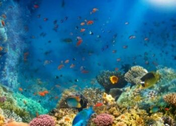 نبذة عن بحر المرجان