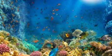 نبذة عن بحر المرجان