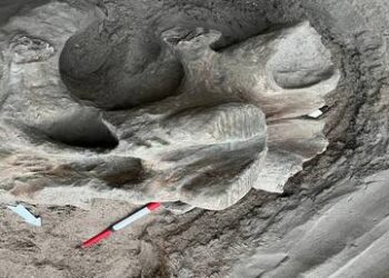 العثور على بقايا لفيل الماموث في منطقة سياحية في قرغيزستان